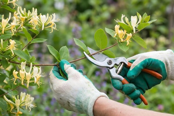 When, Why, and How to Prune Garden Plants